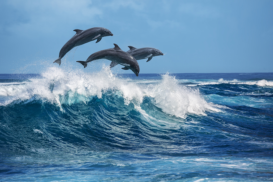 Three,Beautiful,Dolphins,Jumping,Over,Breaking,Waves.,Hawaii,Pacific,Ocean